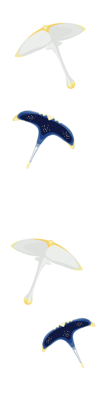 Manta Runner