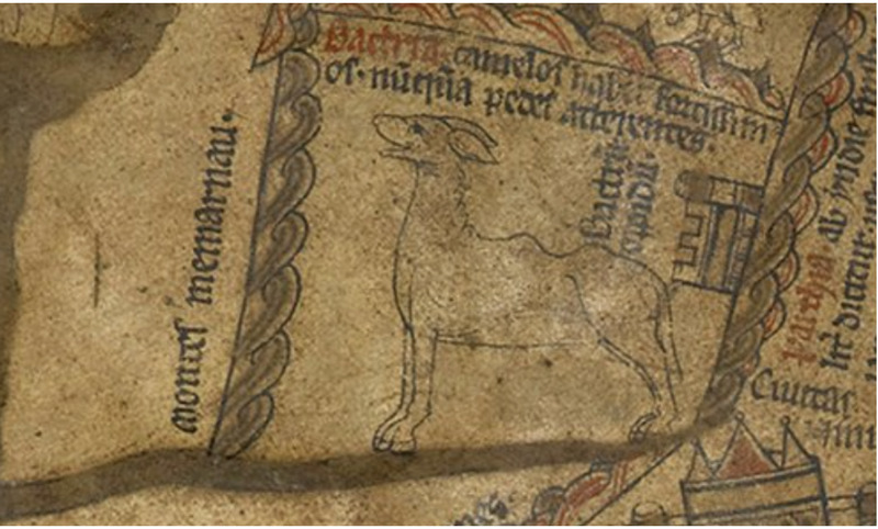 Camel drawing on the map