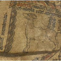 Camel drawing on the map